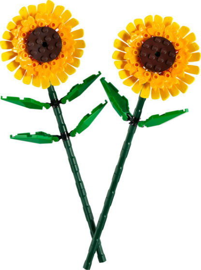 40524-Girasoli - immagine 2